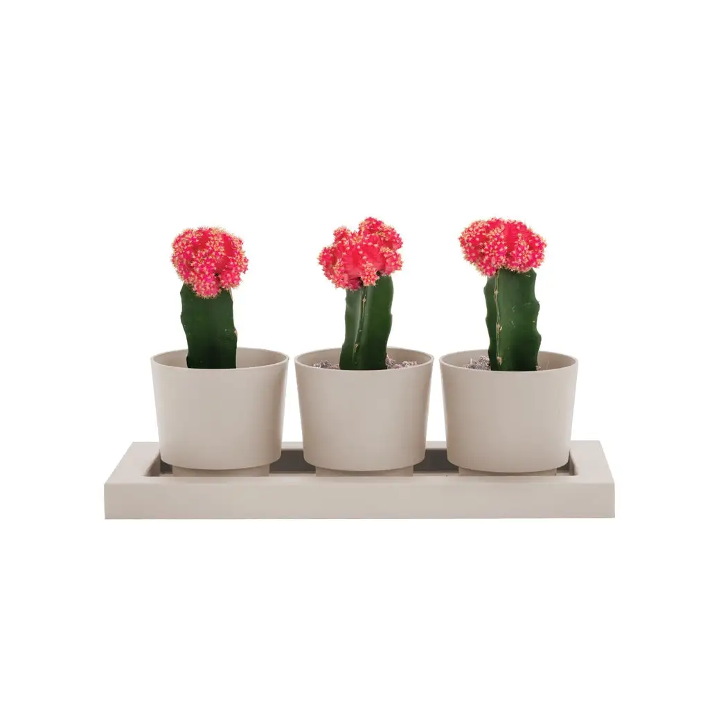 Bloem TRF1483 Trio Flight Planter