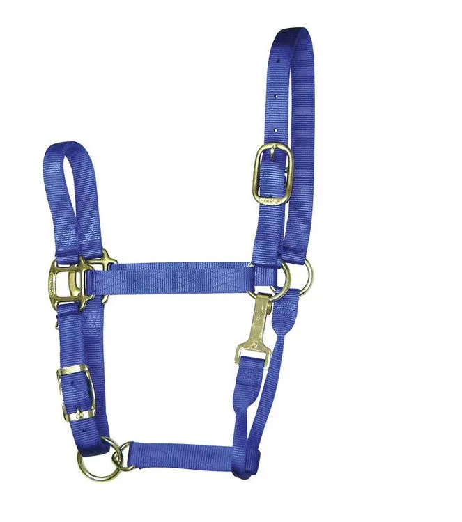 Hamilton 1QAS AVBL Blue Nylon Halter For Horse Average